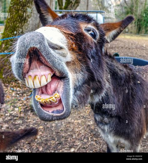 pictures of donkeys smiling|donkey smiling with teeth.